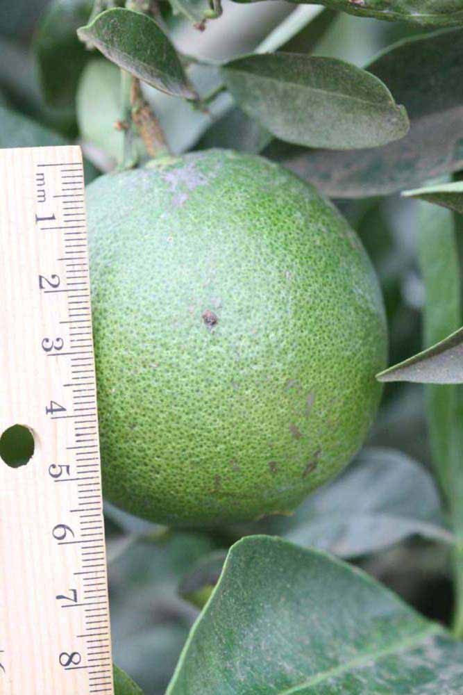           Immature fruit (Riverside, CA)   